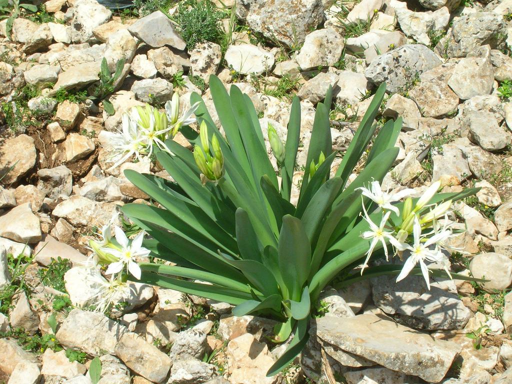 B&B Luce Viola Dorgali Kültér fotó